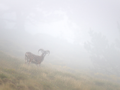 Mouflon dans le brouillard
