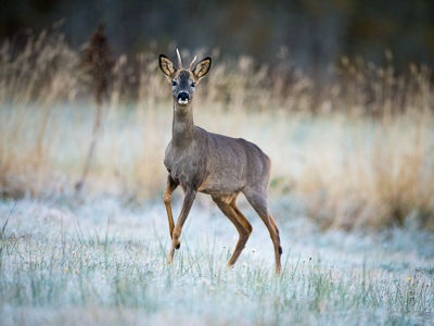 Roe deer during winter