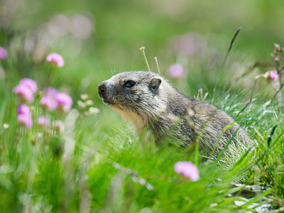 Young marmot in flowers meadow