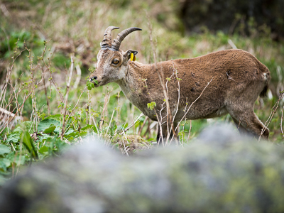 Reintroduction of iberian ibex