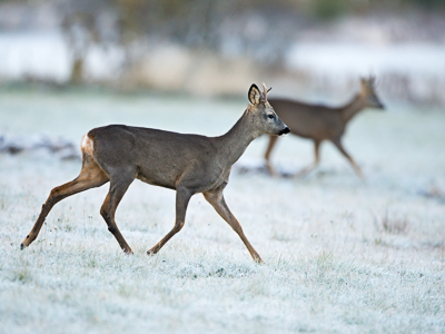 Roe deers during winter
