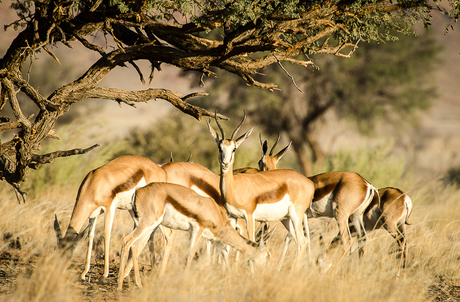Springboks au parc national de Namib-Naukluft en Namibie