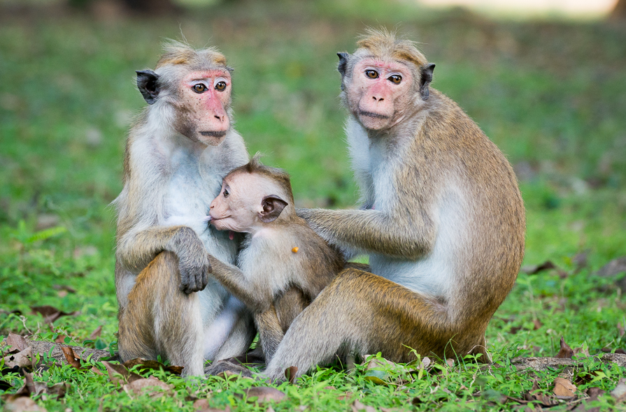 Famille de macaques à toque