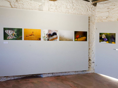 Photos primées au concours Déclic nature 66 au château royal à Collioure