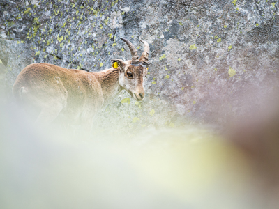 Iberian ibex in the stone blocks