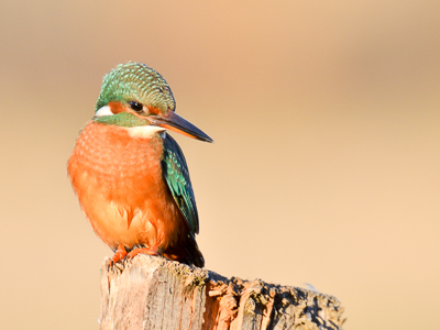 Kingfisher in the heat of the evening