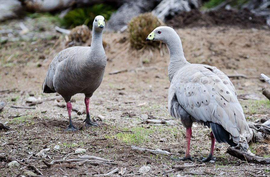 Oiseaux Daustralie Krupa Photography