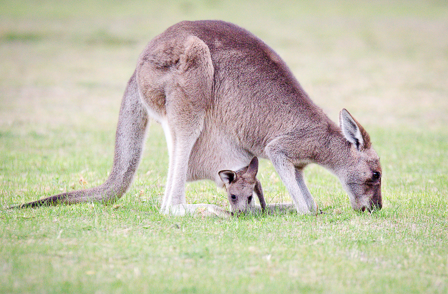 Grand kangourou et son petit