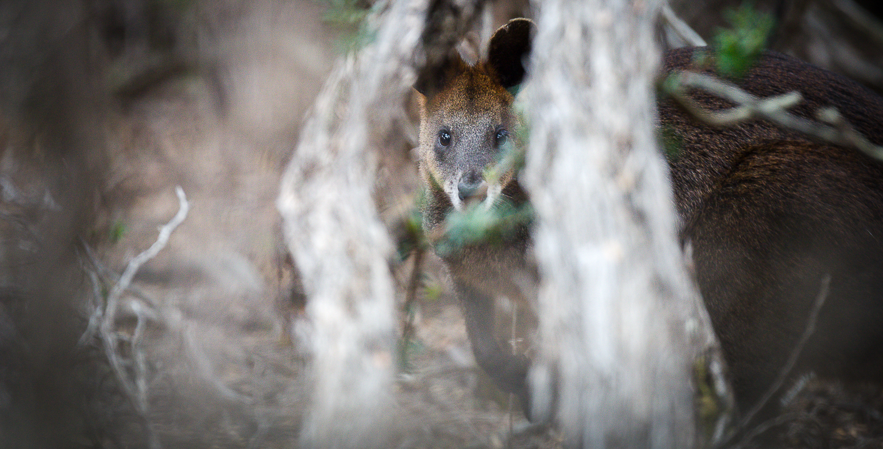 Wallaby bicolore en Australie