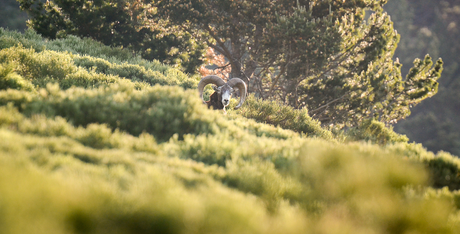 Gros mouflon au lever du jour dans les Pyrénées