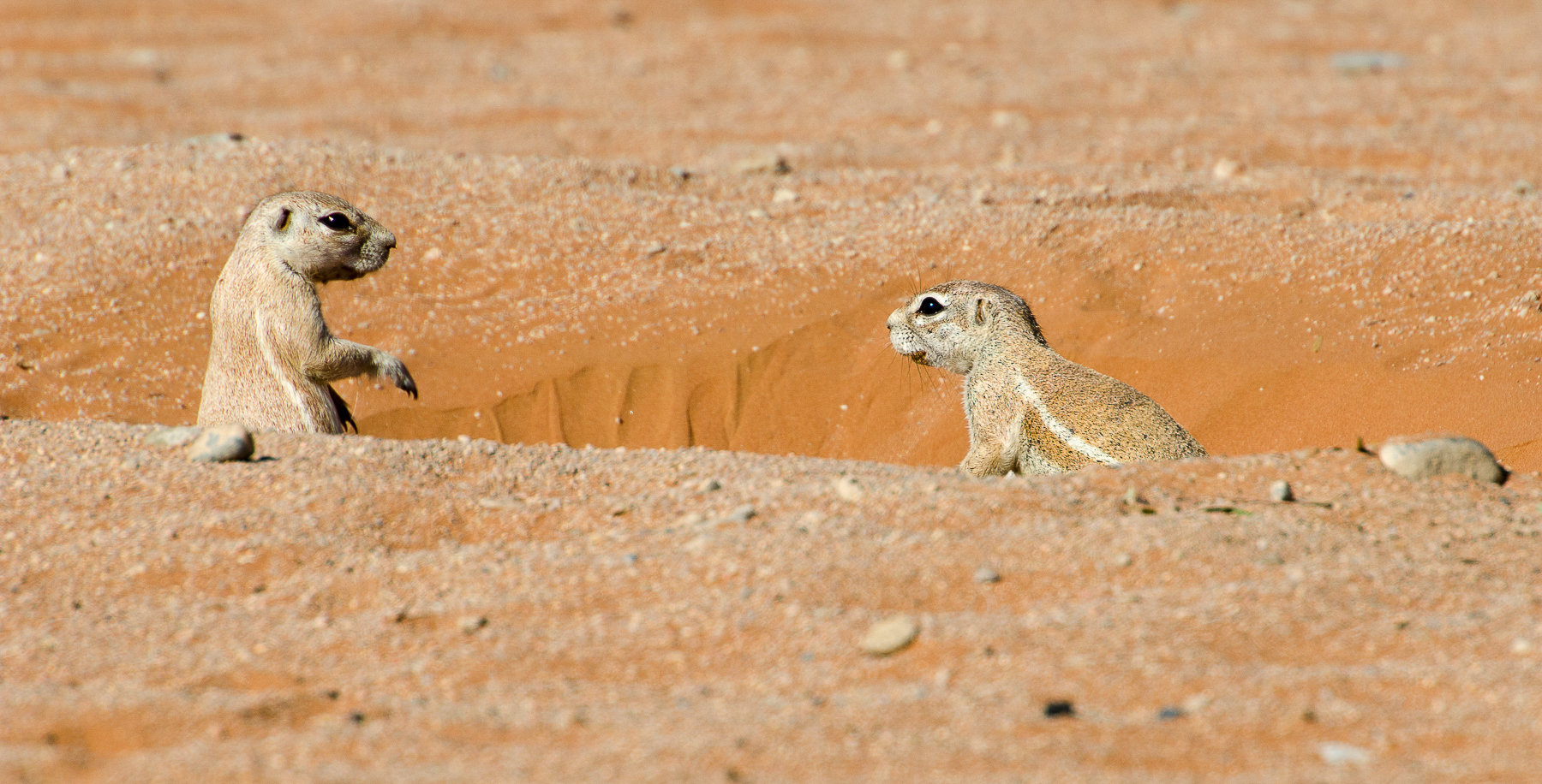 Ground squirrels dans le désert du Namib
