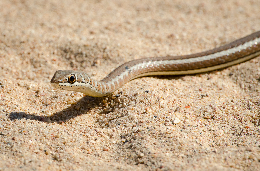 Serpent des sables en Namibie