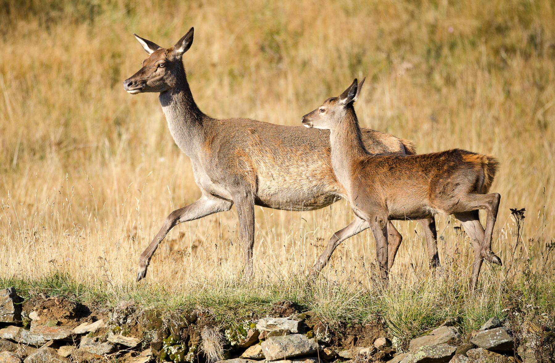 Biches au fil des saisons Krupa Photography