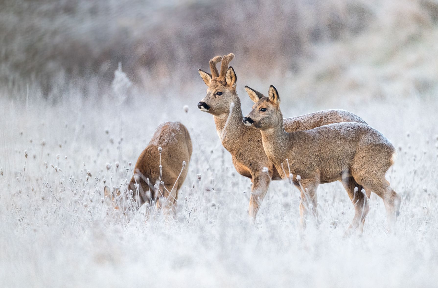 Chevreuils D Hiver Krupa Photography