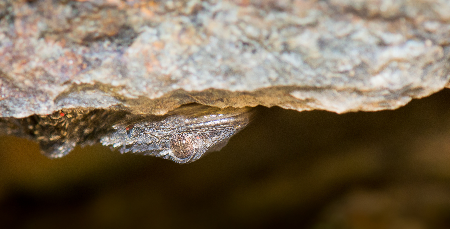 Gecko dans sa caverne