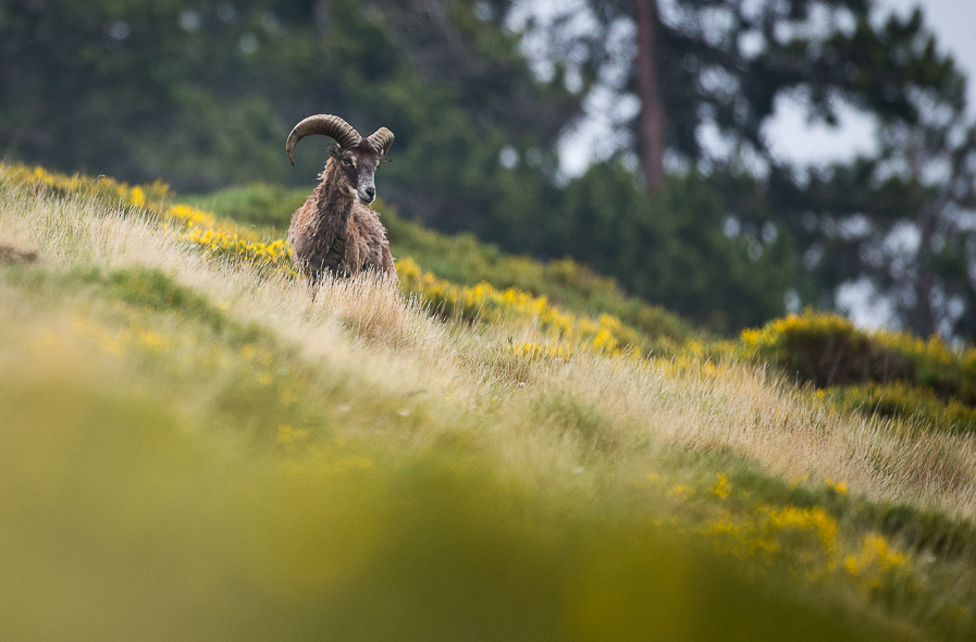 Mouflon dans les genêts dans les Pyrénées Orientales