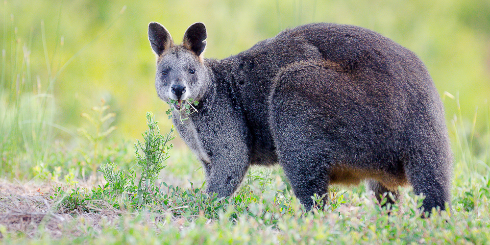 Kangourou, l'emblème de l'Australie